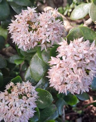 Crassula ovata lush blooms, shiny leaves